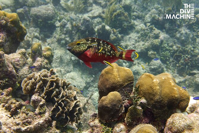 Scuba Diving for Beginners – Tulum Dive Machine - After your last tank: the 24-hour flight rule
