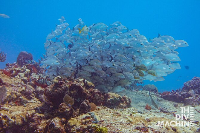 Scuba Diving for Beginners – Tulum Dive Machine - Who should book this beginner scuba program?