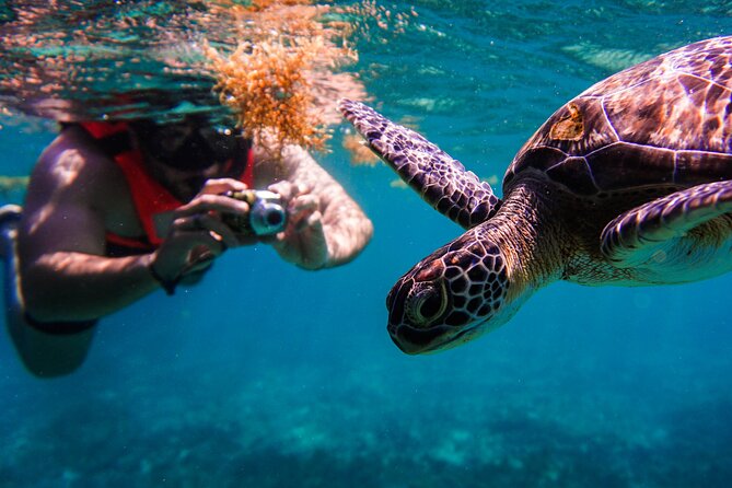 Sea turtle and cenotes half day Snorkeling Tour from Riviera Maya - Sea turtles at Tulum Beach and cenotes at Chikin Ha