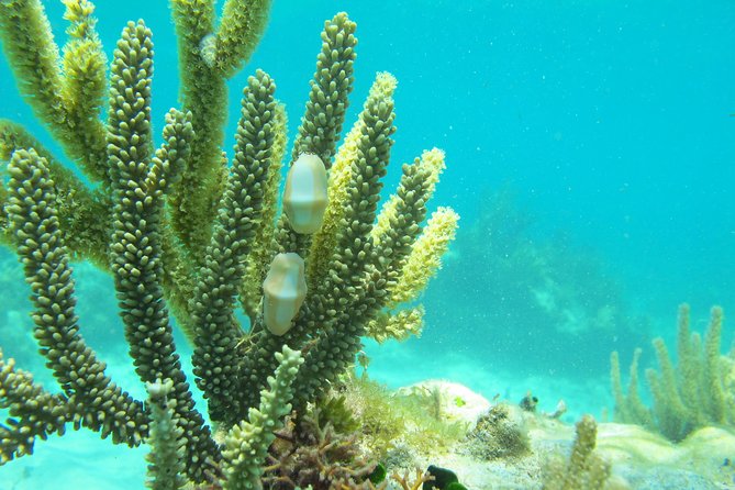 Sea turtle and cenotes half day Snorkeling Tour from Riviera Maya - Small group size and guides: what max 10 really changes