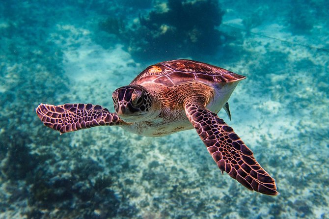 Sea turtle and cenotes half day Snorkeling Tour from Riviera Maya - What’s included vs what costs extra on site
