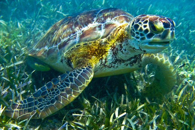 Sea turtle and cenotes half day Snorkeling Tour from Riviera Maya - What to pack (and what to accept) for a cenote + reef day