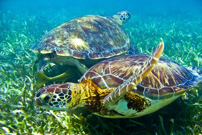 Sea turtle and cenotes half day Snorkeling Tour from Riviera Maya - How the half-day plan really feels: pickups and total time