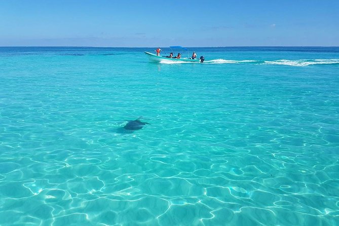 Sian Ka'an Biosphere Full Day Boat Tour with Lunch - Wildlife Watching Moment: Dolphins and Turtles Up Close