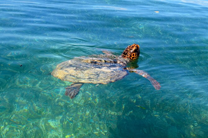 Sian Ka'an Boat Experience from Riviera Maya to Tulum - Wildlife spotting that stays respectful (and actually useful)