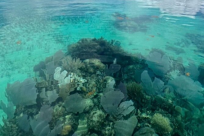Sian Ka'an Boat Experience from Riviera Maya to Tulum - Reef snorkeling and the natural pool swim: what “water time” really means