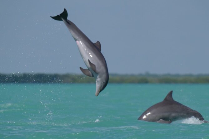 Sian Ka'an Classic - The boat through canals and lagoons: wildlife spotting that feels real