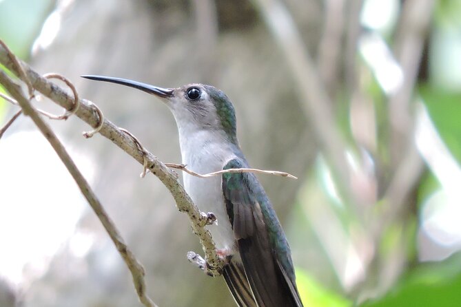 Small-Group Birdwatching Sian Kaan with professional guide - Key highlights you can count on