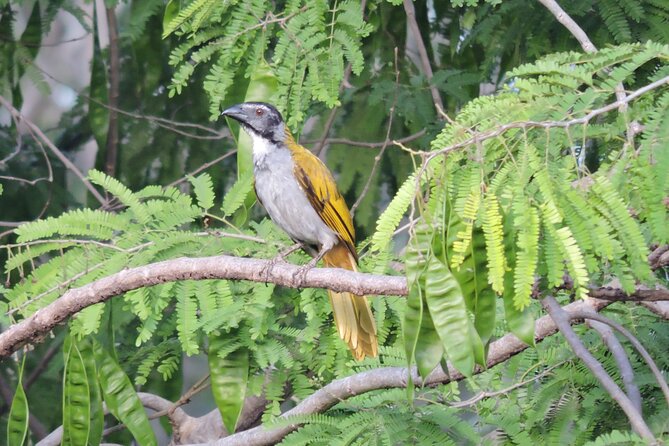 Small-Group Birdwatching Sian Kaan with professional guide - How many birds will you see in 4 hours?