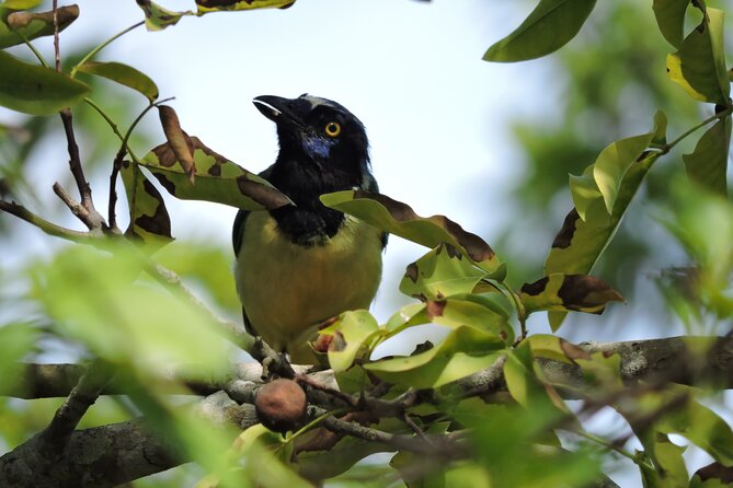 Small-Group Birdwatching Sian Kaan with professional guide - Who should book this Sian Kaan birdwatching tour