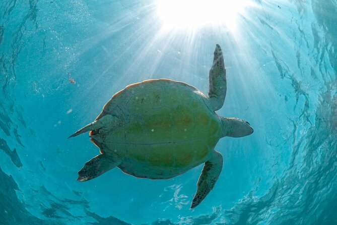 Small Group Tour to Cenote Cave and Sea Turtles snorkeling - No Sunscreen and the Turtle Care Program: The Practical Rules