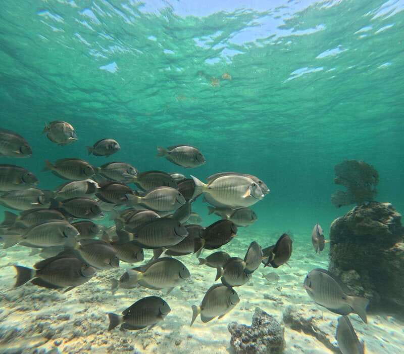 SNORKEL IN TULUM REEF, BOAT RIDE AND CALETA - Who This Tour Suits Best (and Who Should Skip)