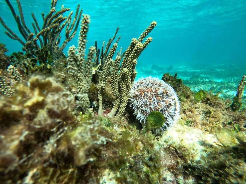SNORKEL IN TULUM REEF, BOAT RIDE AND CALETA - Why This Tulum Reef Tour Works in Just Two Hours
