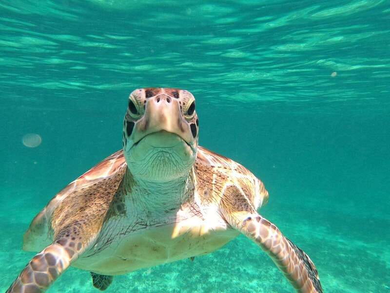 SNORKEL IN TULUM REEF, BOAT RIDE AND CALETA - Tulum National Park Snorkeling: Fish, Turtles, Stingrays