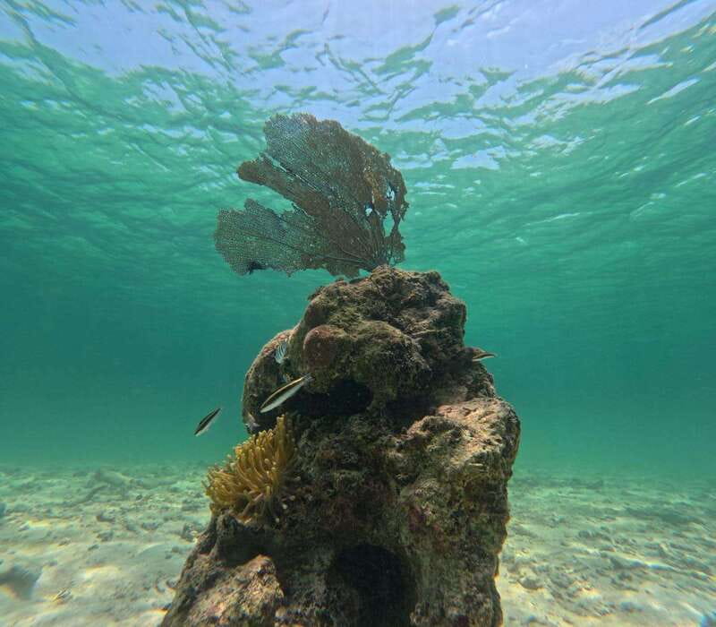 SNORKEL IN TULUM REEF, BOAT RIDE AND CALETA - Panoramic Boat Ride: The Temples You See Only From the Sea