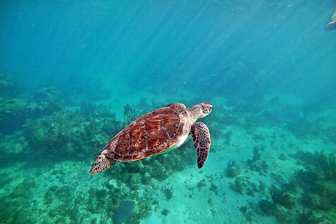 Snorkel Tour! Turtles & Underground Cenote from Playa del Carmen - Getting there from Playa del Carmen: pickup points you can actually find
