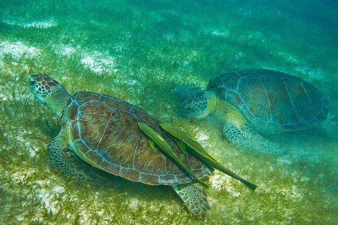 Snorkel Tour! Turtles & Underground Cenote from Playa del Carmen - Puerto Aventuras underground cenote: the 2-hour limestone wonder