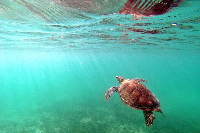 Snorkel Tour! Turtles & Underground Cenote from Playa del Carmen - Snacks, guiding style, and the value of being looked after