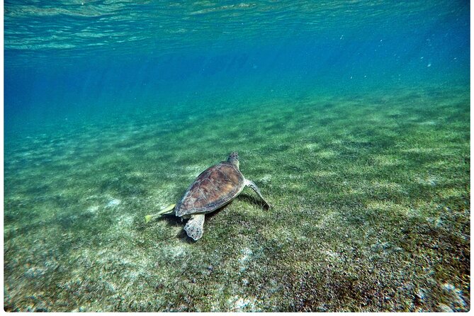 Snorkel Tour! Turtles & Underground Cenote from Playa del Carmen - The group size difference: why max 25 helps in water