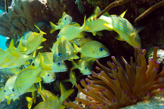 Snorkel Xtreme Cancun - A full-day mix of jungle adrenaline and sea-time snorkeling