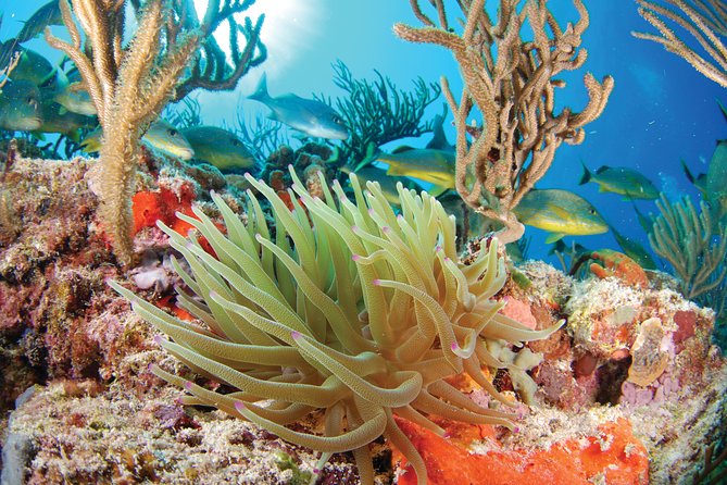 Snorkel Xtreme Cancun - Aventuras Mayas: where your adventure day starts