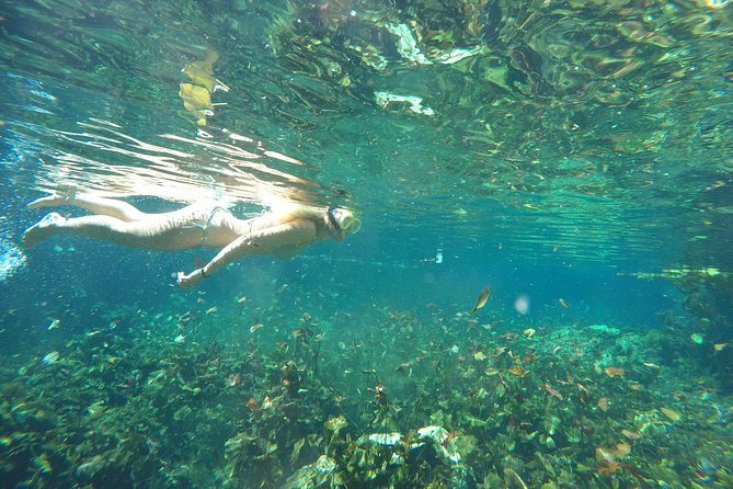 Snorkeling Adventure Tour Reef & Cenote - Price and Value: Is $230 Fair for Reef + Cenote?