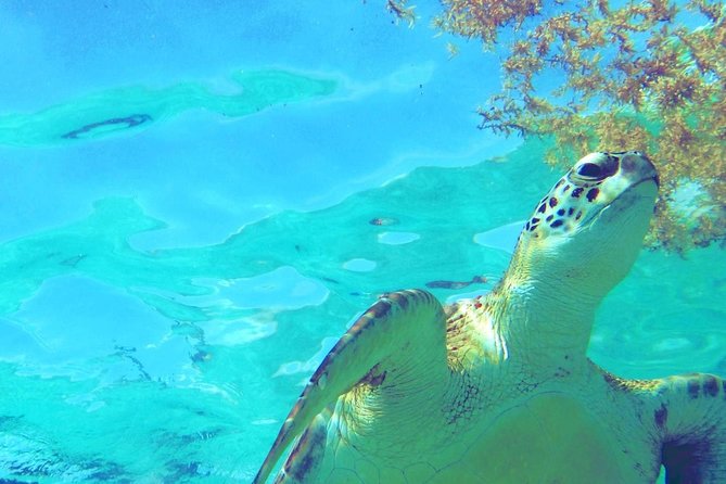 Snorkeling Adventure Tour Reef & Cenote - Your Route in Plain English: Reef First, Then Cenotes