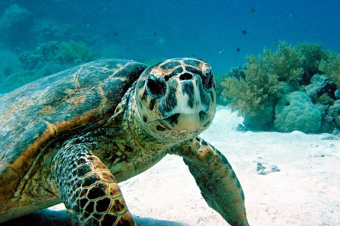 Snorkeling Experience with Turtles in Cenote in Riviera Maya - A small-group cenote and turtle snorkel morning in Riviera Maya