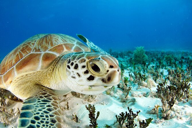 Snorkeling Experience with Turtles in Cenote in Riviera Maya - Turtle-view guarantee: how I’d manage expectations