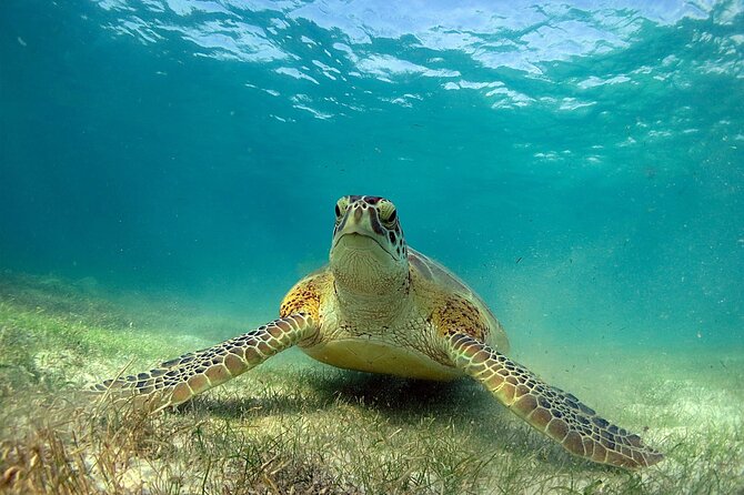Snorkeling Experience with Turtles in Cenote in Riviera Maya - Group size, guide quality, and how to get the best experience