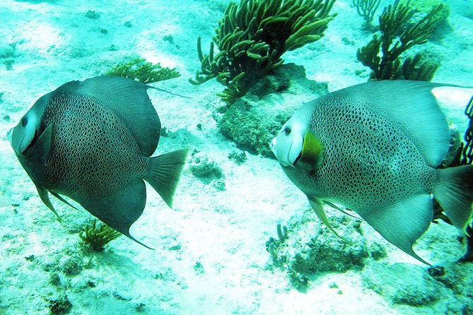 Snorkeling with Caribbean fish and private cenote exploration - Guides Make the Day: The Human Touch You’ll Feel in the Cave