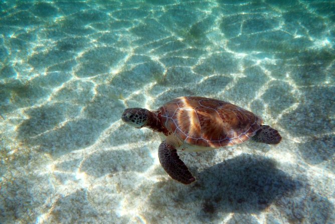 Snorkeling with Caribbean fish and private cenote exploration - Should You Book This Snorkel and Private Cenote Tour?