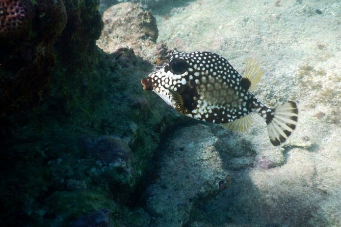 Snorkeling with Caribbean fish and private cenote exploration - FAQ