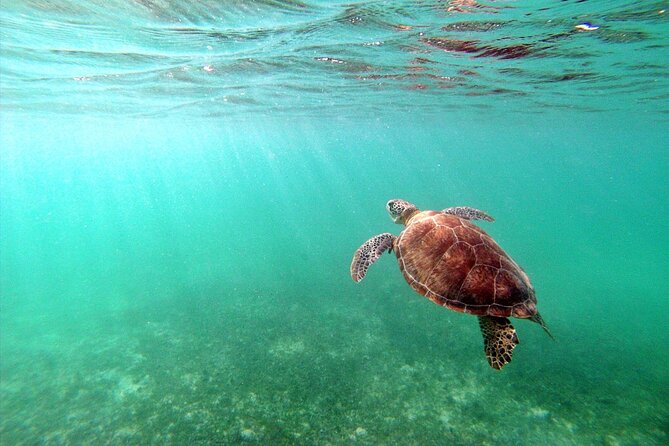 Snorkeling with Turtles and Cenote Tour from Riviera Maya - Your snorkel session: guides in the water and a real game plan