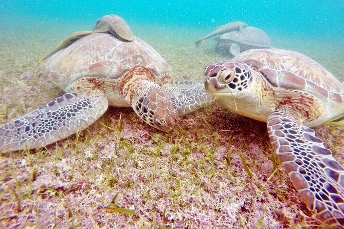Snorkeling with Turtles and Cenote Tour from Riviera Maya - From beach to cenote: the schedule switch that makes the day feel complete