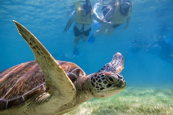 Snorkeling with Turtles and Cenote Tour from Riviera Maya - Pickup and ride comfort from Playa del Carmen or Tulum