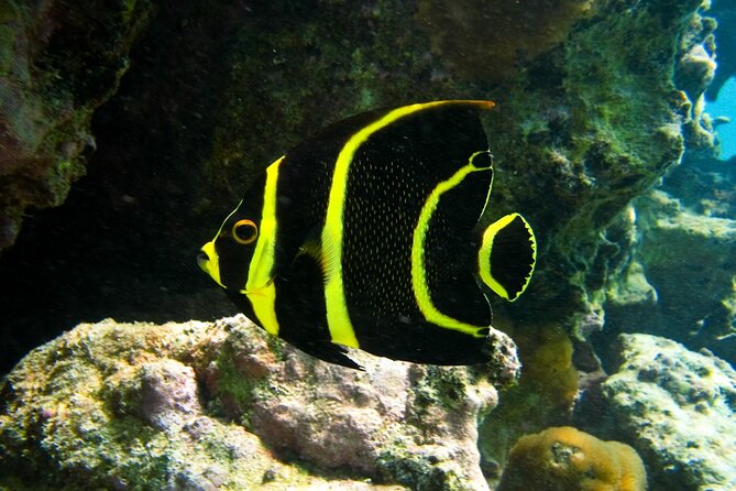 Snorkeling with Turtles and Cenote Tour from Riviera Maya - Group size and guides: small team, more attention