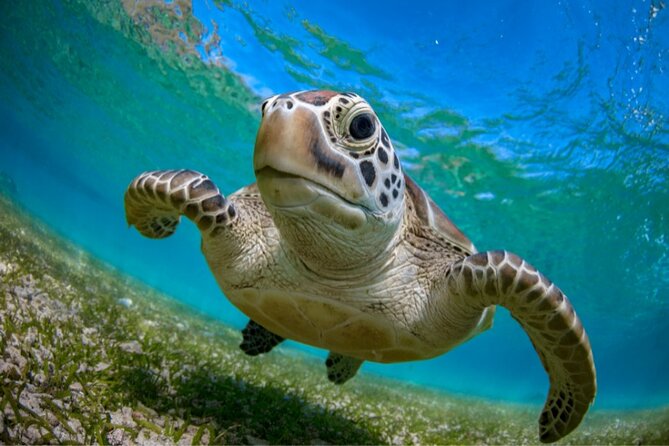 Snorkeling with Turtles and Cenotes - Snorkeling With Turtles in Akumal: Protected Water, Real Guidance