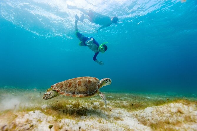 Snorkeling with Turtles and Cenotes - Price and Real Costs: $89 Plus Government Fees