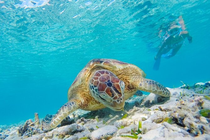 Snorkeling with Turtles and Cenotes - Who Should Book This Tour (and Who Might Skip)