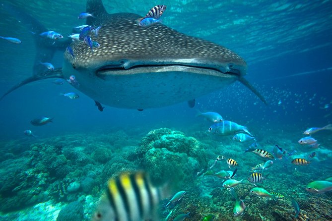Snorkeling with Whale Sharks - Isla Mujeres - Key highlights you’ll care about before you go