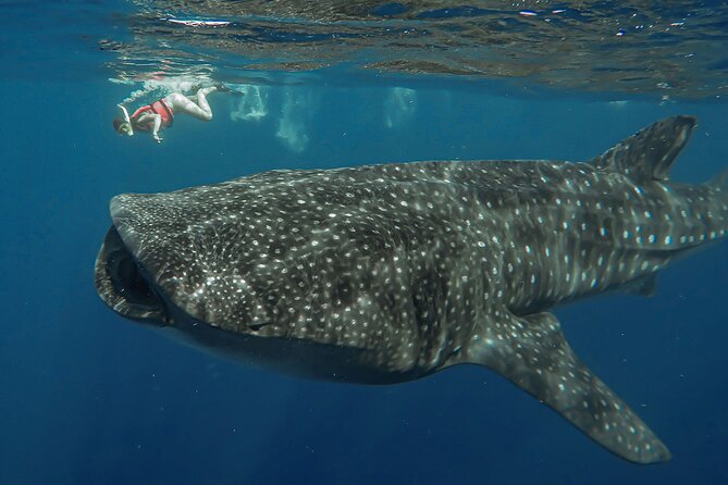 Snorkeling with Whale Sharks - Isla Mujeres - The logistics: Cancun pickup, marina boarding, and a very early start