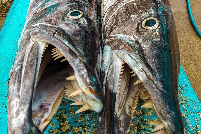 Spearfishing Playa del Carmen or Tulum - Snorkeling skill and equalization: the real gatekeepers