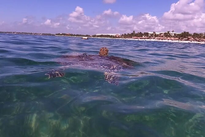 Swim with akumal turtles - What you’ll see underwater: turtles, rays, fish, and the small surprises