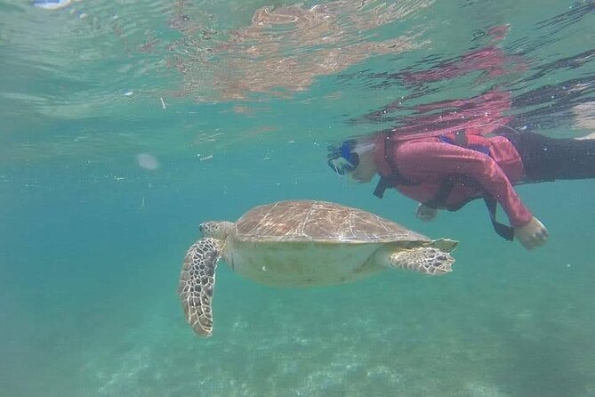Swim with akumal turtles - Turtle-friendly sun care and smart add-ons