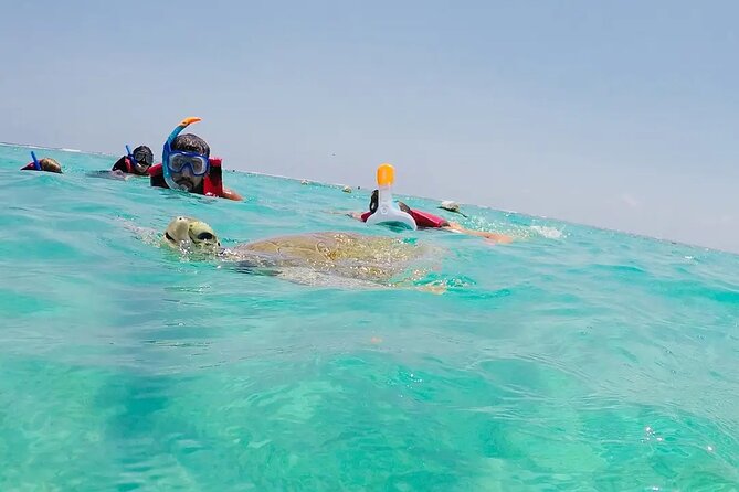 Swim with akumal turtles - Price and value: why $37 can be a good deal here