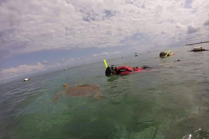 Swim with akumal turtles - Who should book this turtle swim, and who should rethink it
