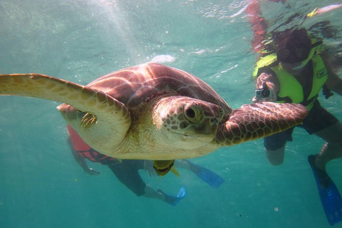 Swim with sea turtles - Stop 1: Akumal Beach (Where You’ll Spend Your Snorkeling Time)