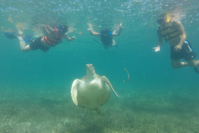 Swim with sea turtles - Timing From Playa del Carmen: How to Think About Departure Times