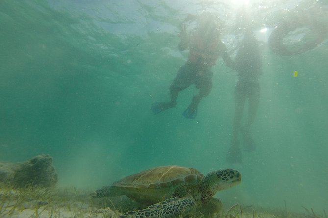 Swim with sea turtles - Who This Tour Suits Best (And Who Might Want to Think Twice)